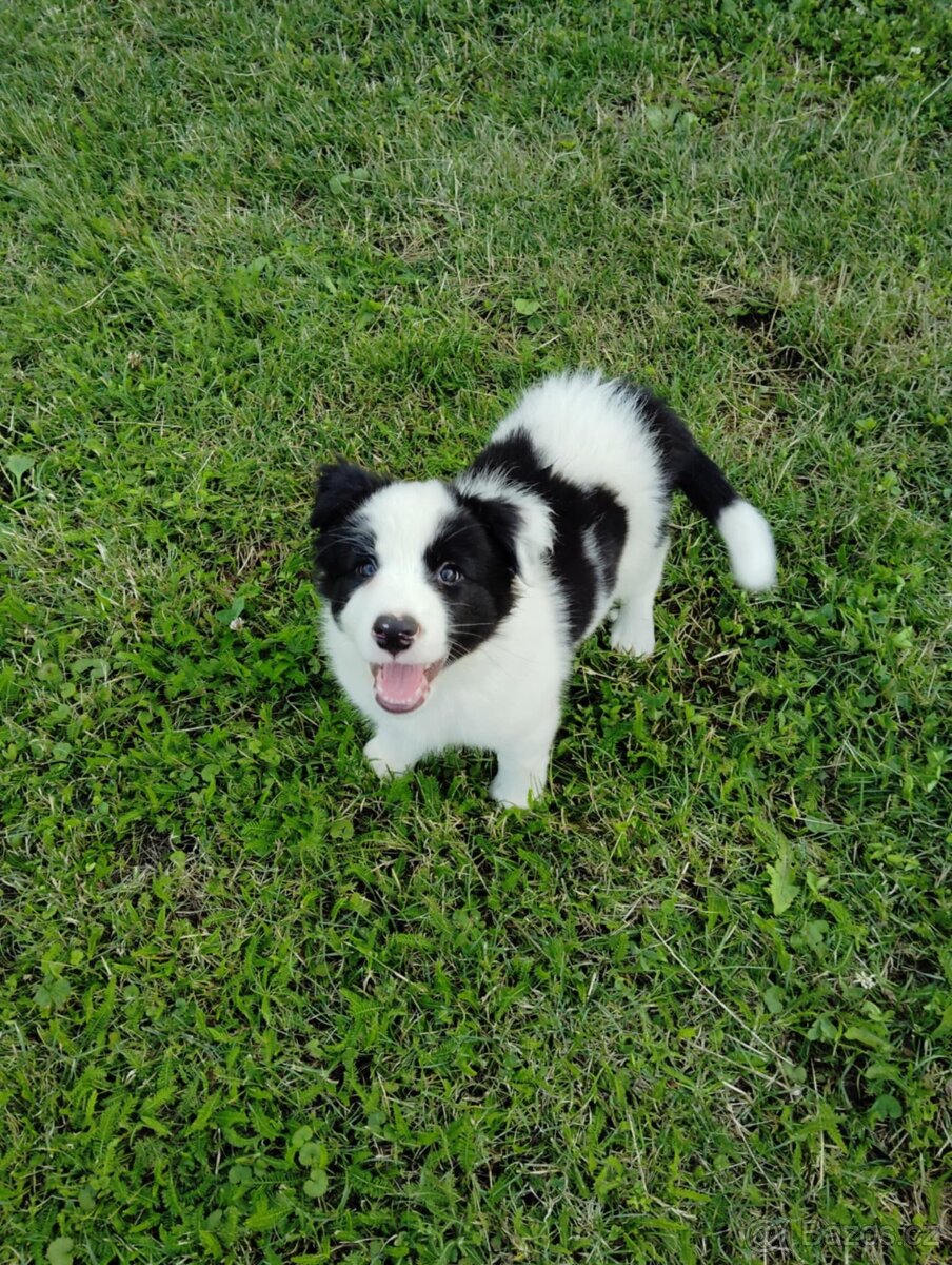 Border Kolie