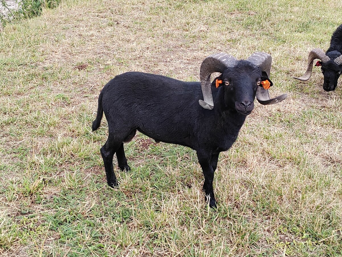 Plemenný beran ( ouessantská ovce )