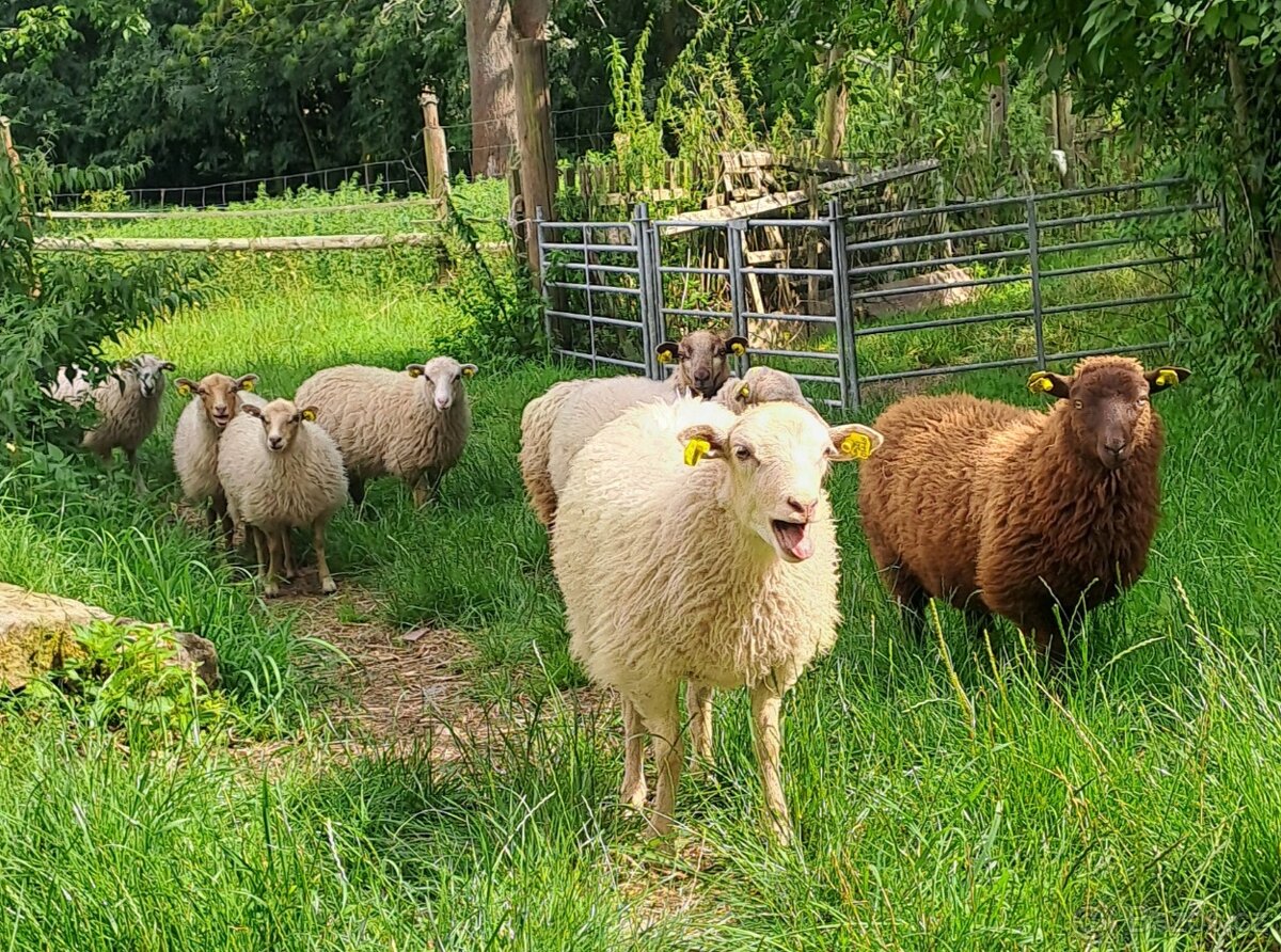 Kříženky Scudde × Shetland