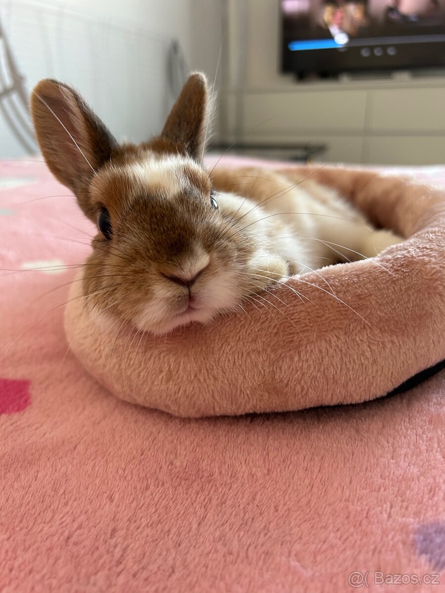 Králík zakrslý saténový + kompletní výbava