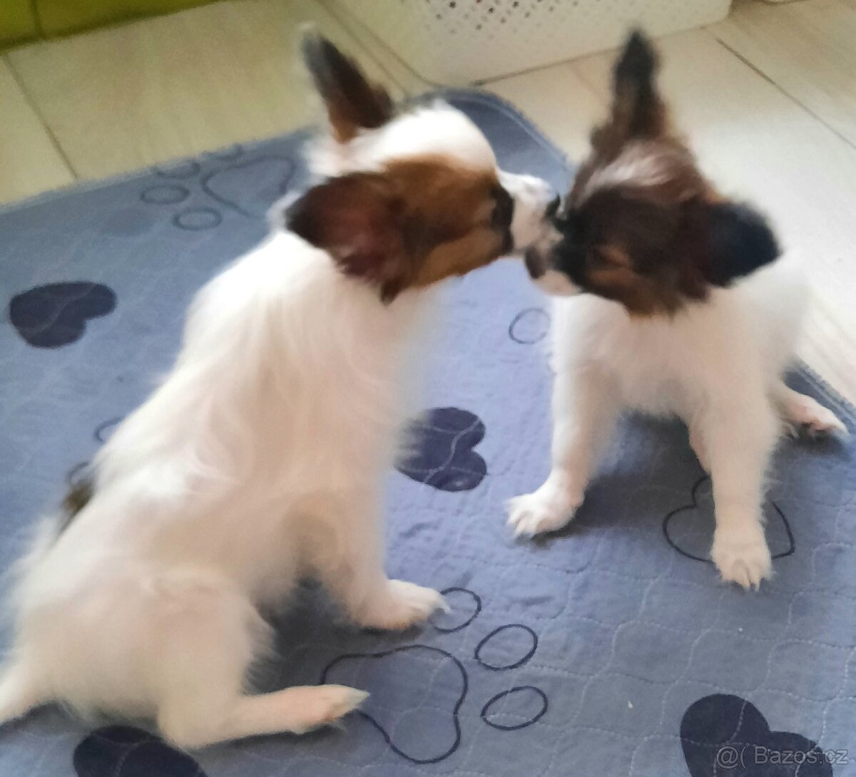 Papillon s PP-pejsek