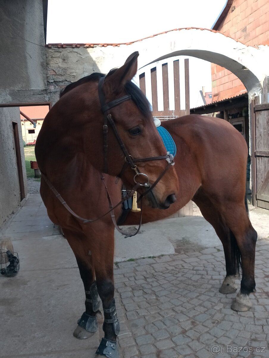 Český teplokrevník - valach