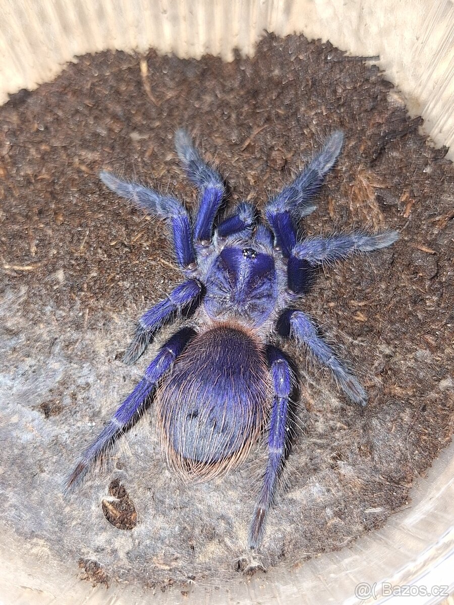 Sklípkani: Acanthoscurria, Brachypelmy, Lasiodora, Nhandu -