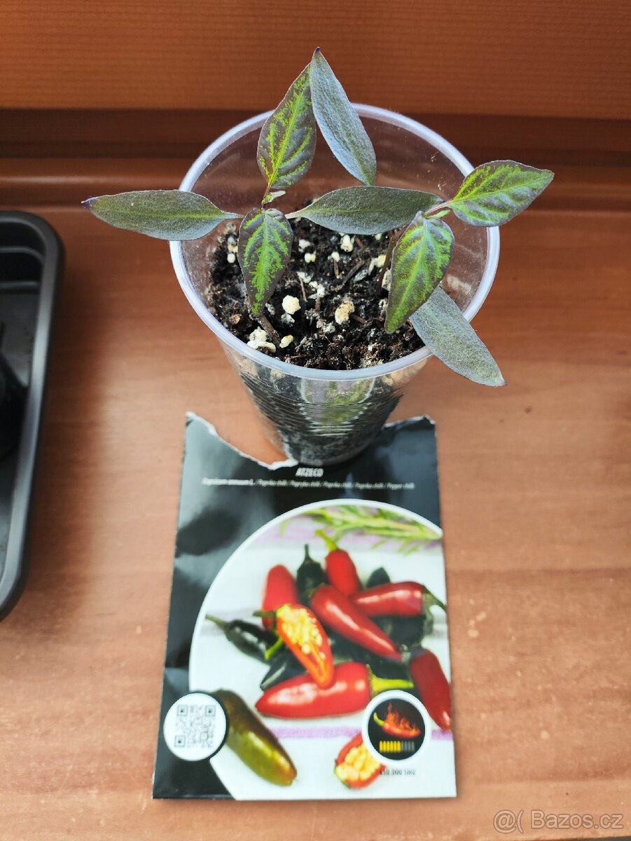 Sazenice chilli papriky ATZECO – extra pálivé