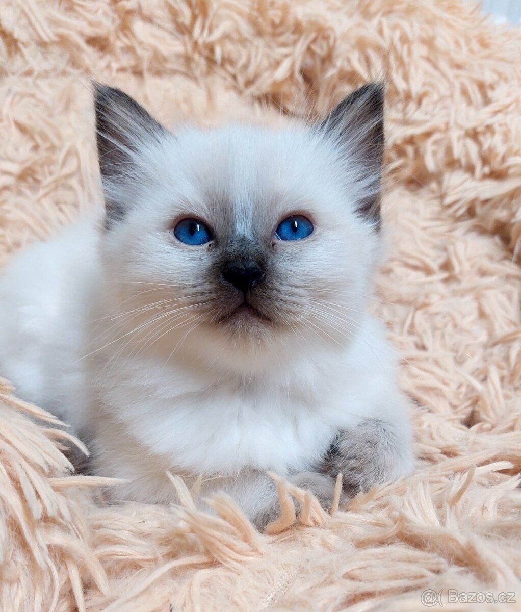 Ragdoll koťátko holčička k REZERVACI