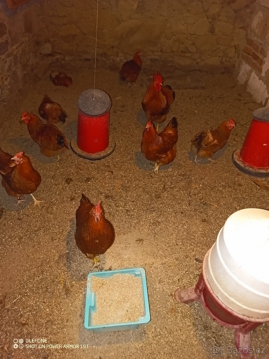 Nasadova vajíčka hempšírky velké, hempšír nasadova vejce