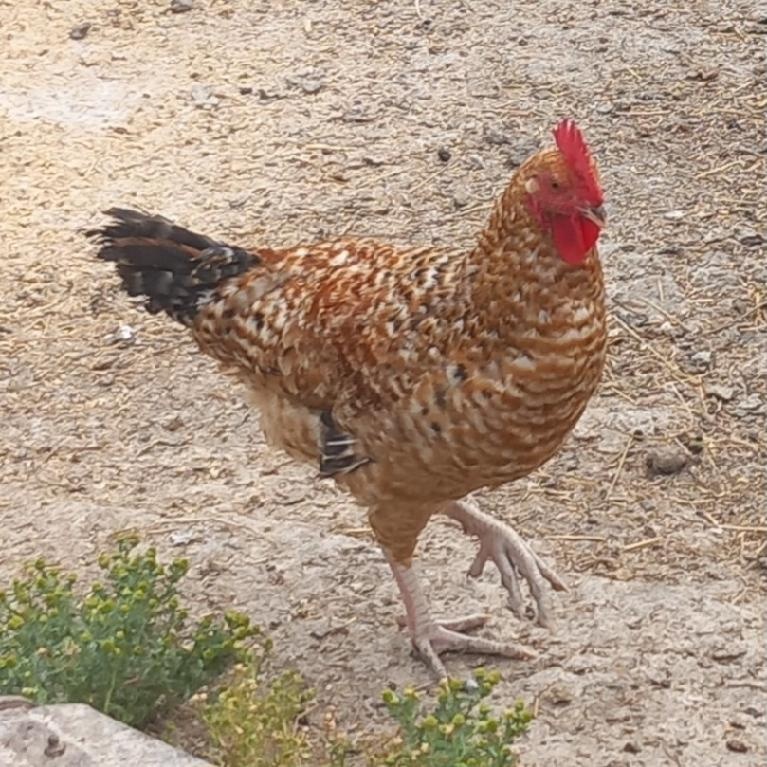 Kohout