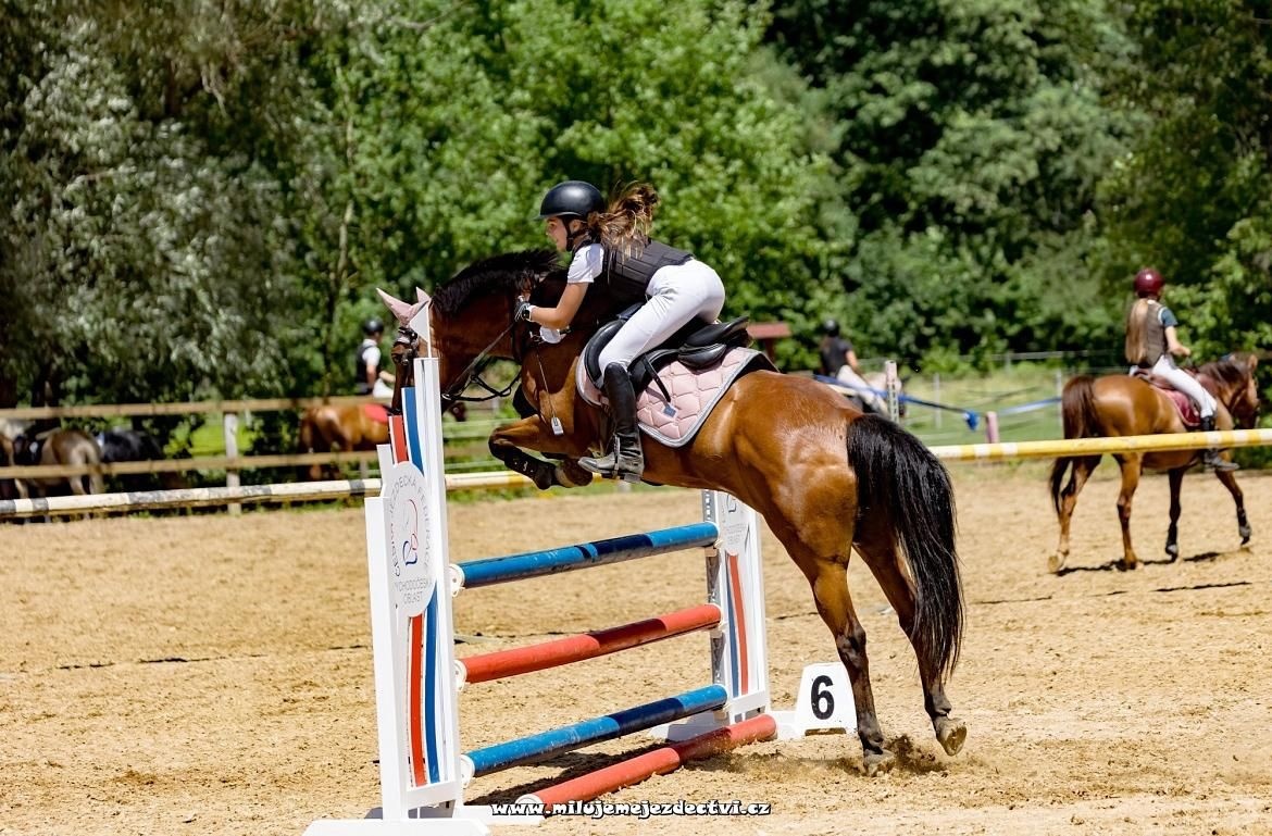 Sportovní pony B
