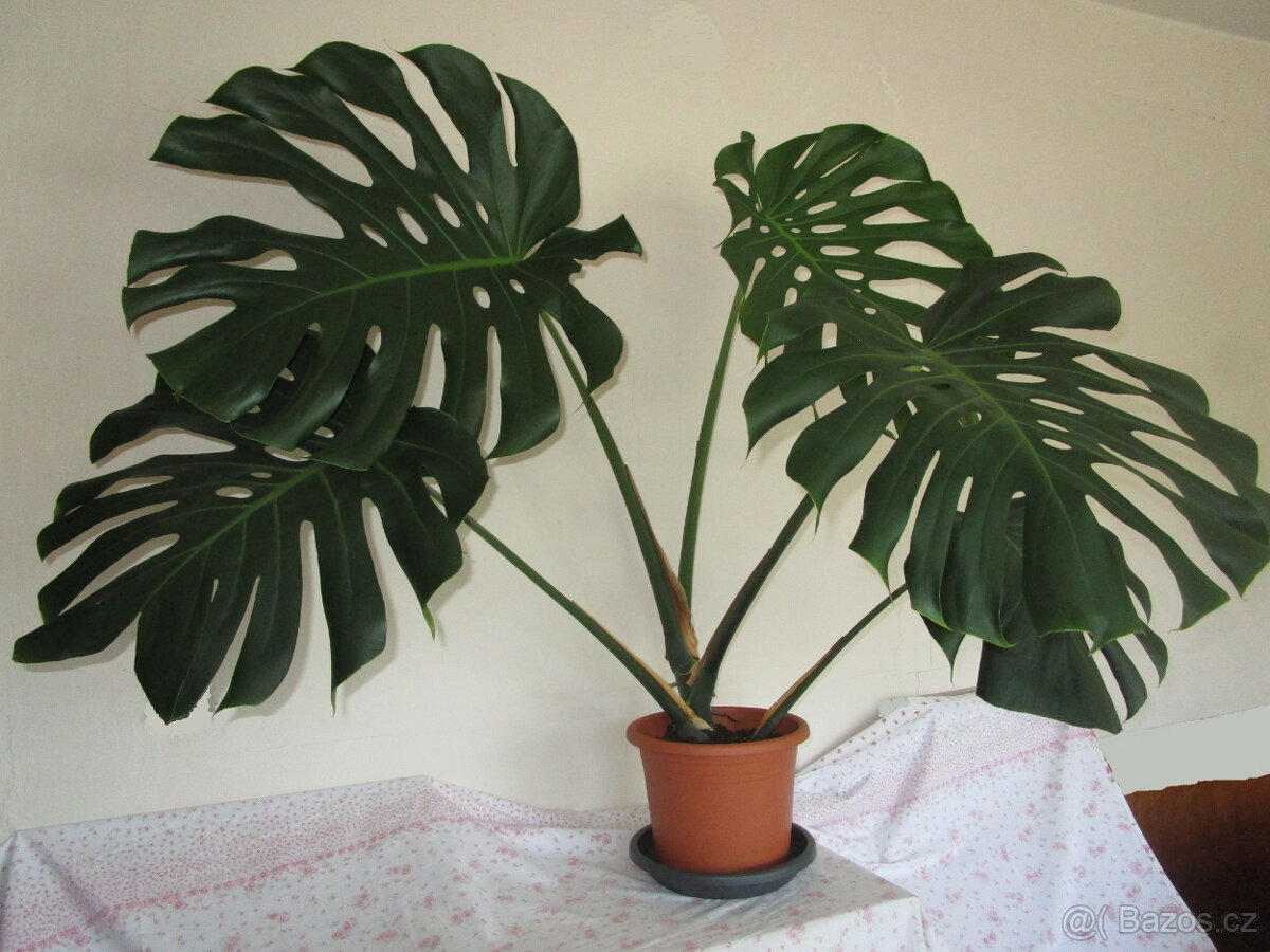Monstera