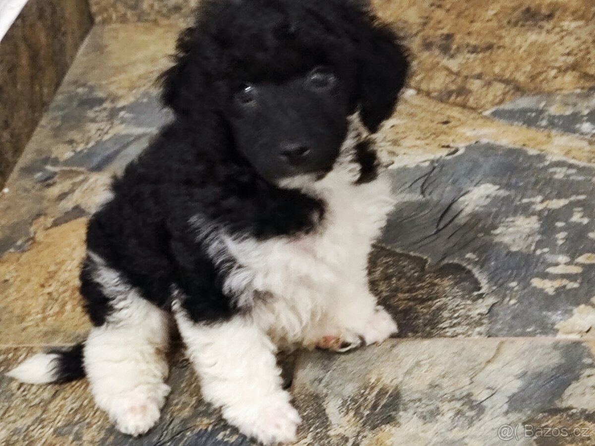 Pudl vícebarevný s P.P.FCI