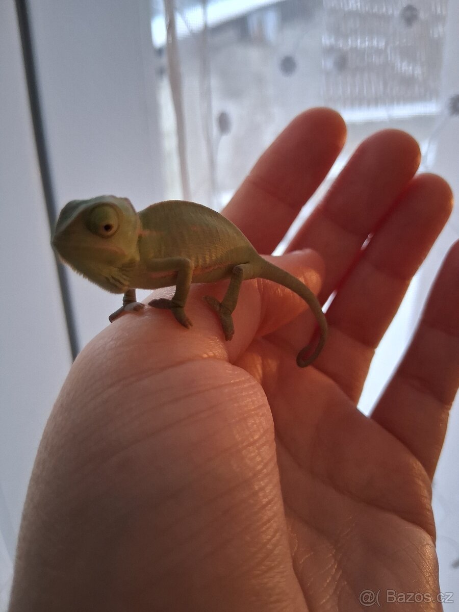 Chameleon jemenský