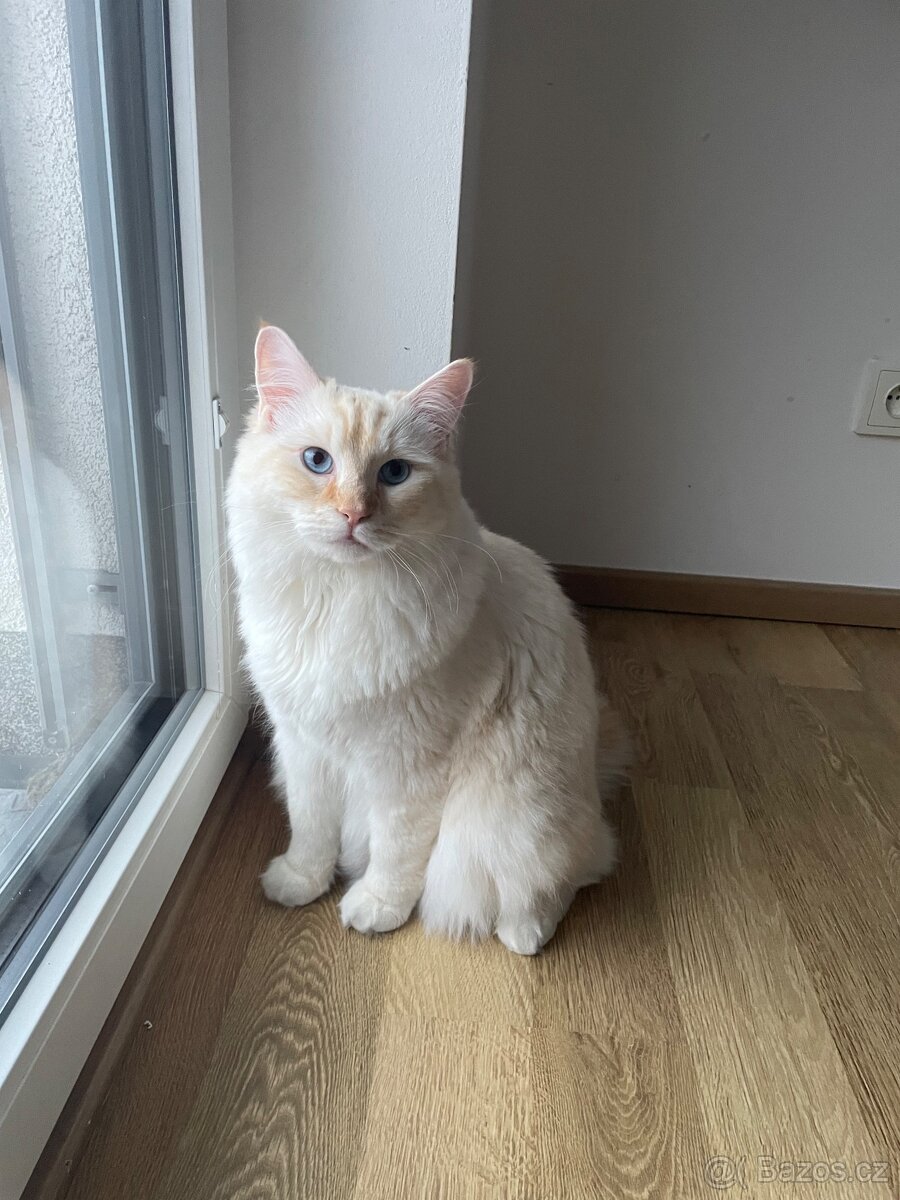 Krytí kocourkem Ragdoll Red Mitted bez PP