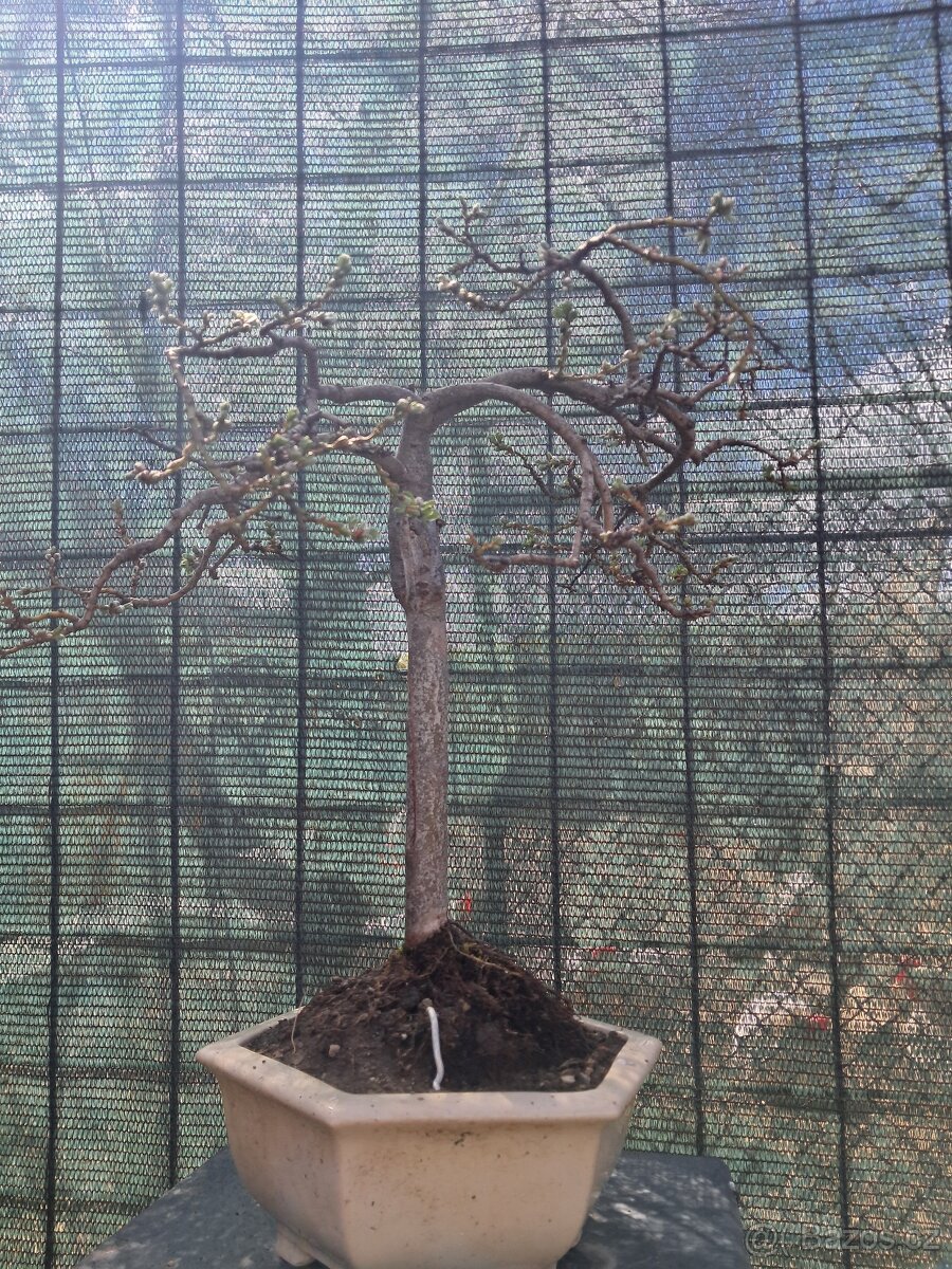 Bonsai Vrba