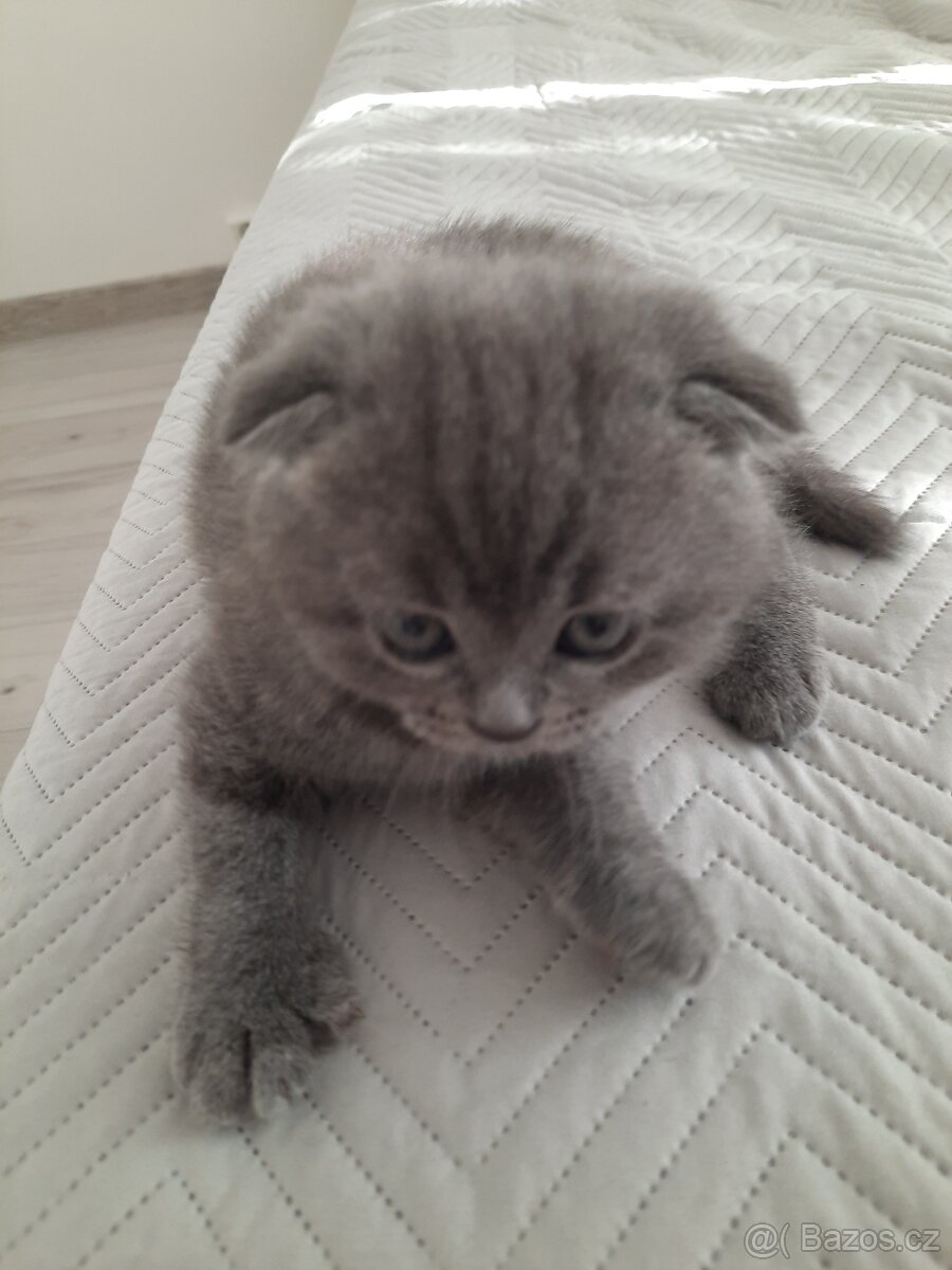 Koťata