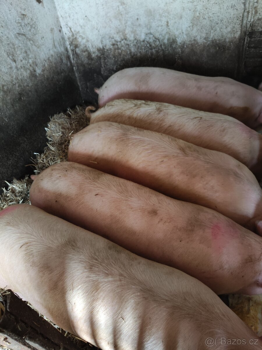 Prodám doma krmene prase 150-200kg