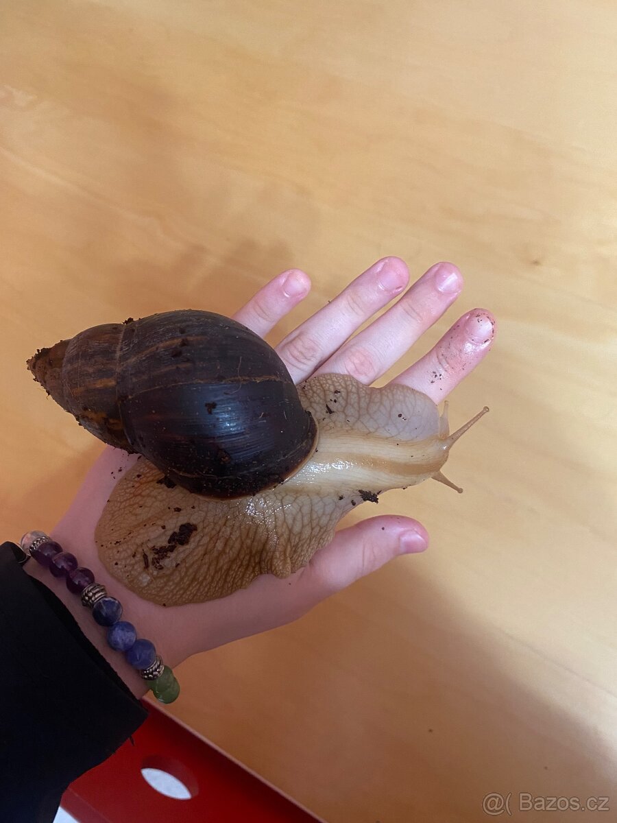 lissachatina immaculata immaculata
