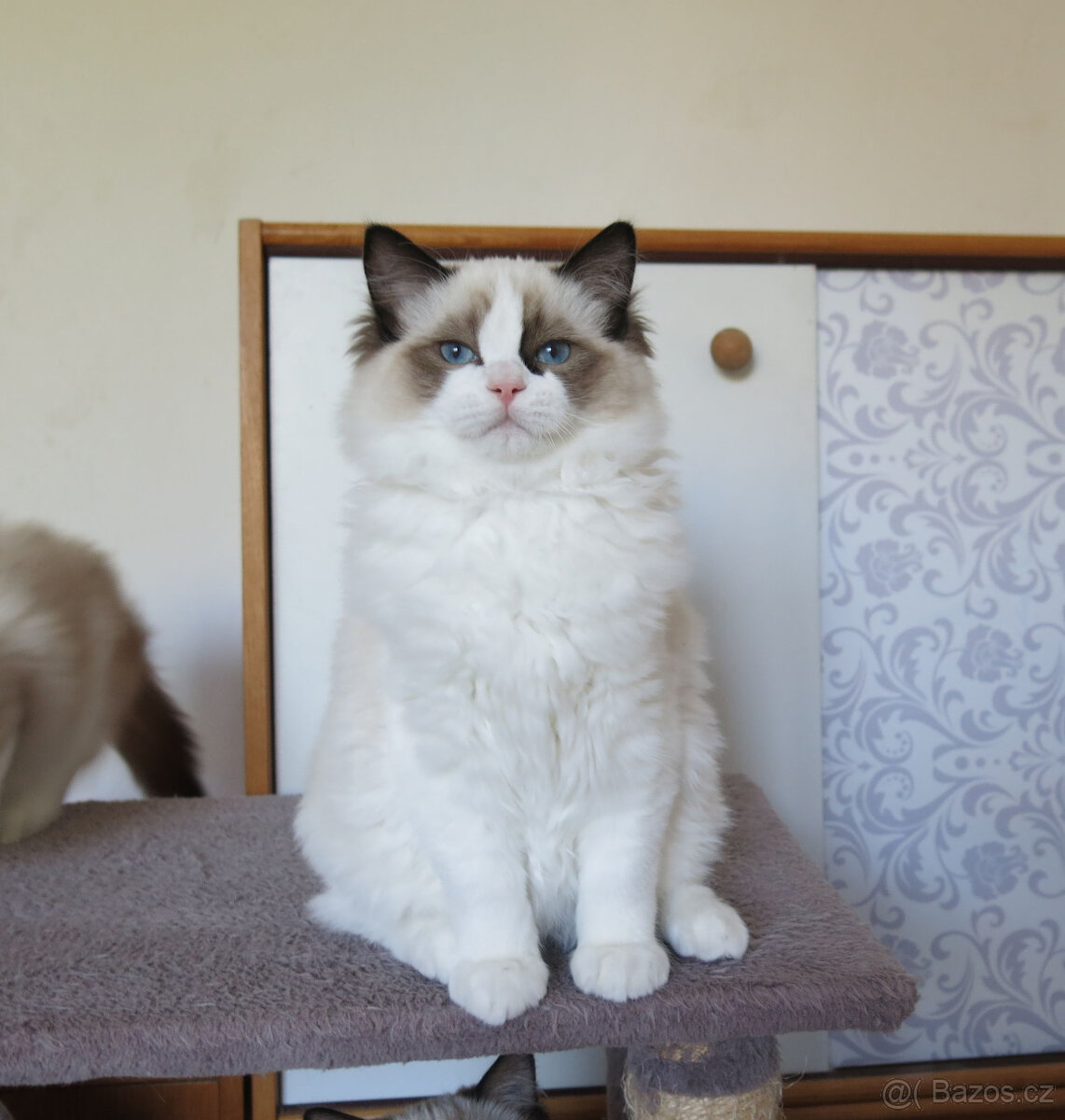 Ragdoll kocourci s průkazem původu