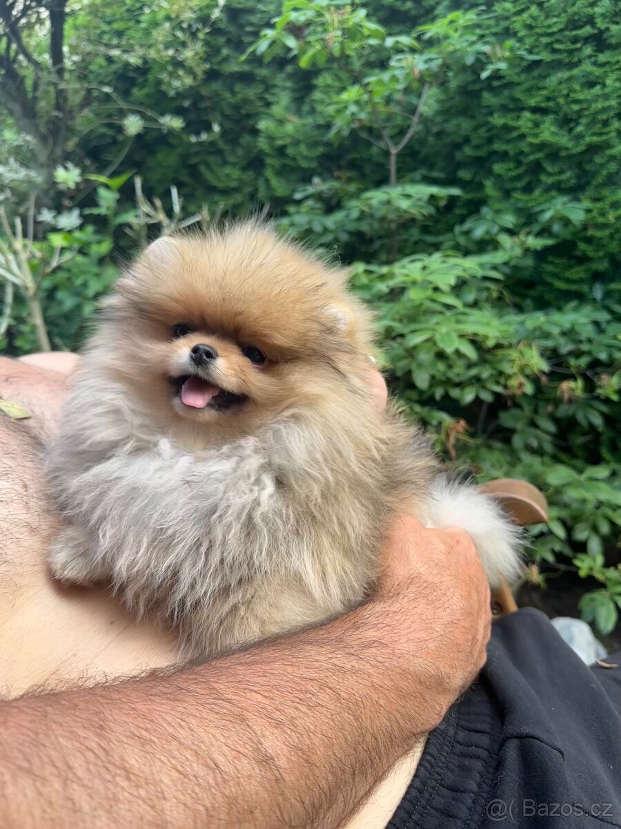 Fenka pomeranian s pp FCI