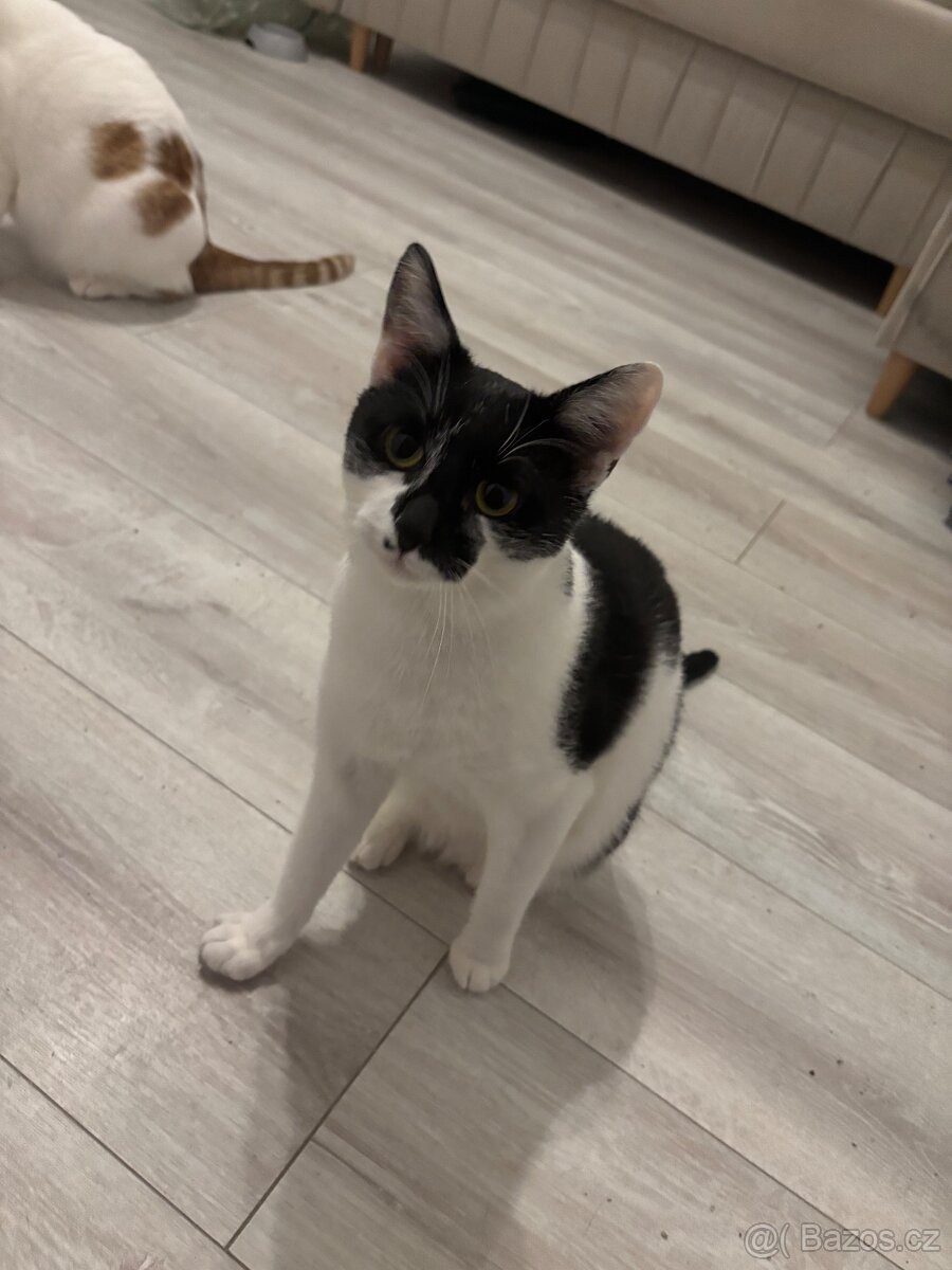 Koťata / Kocouři k adopci ihned k odběru