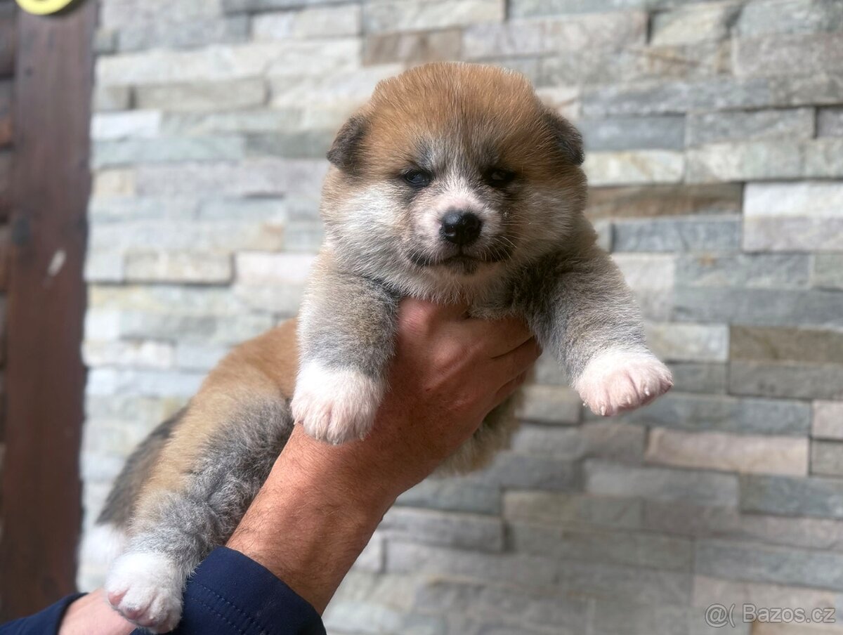 Japonská Akita Inu s PP