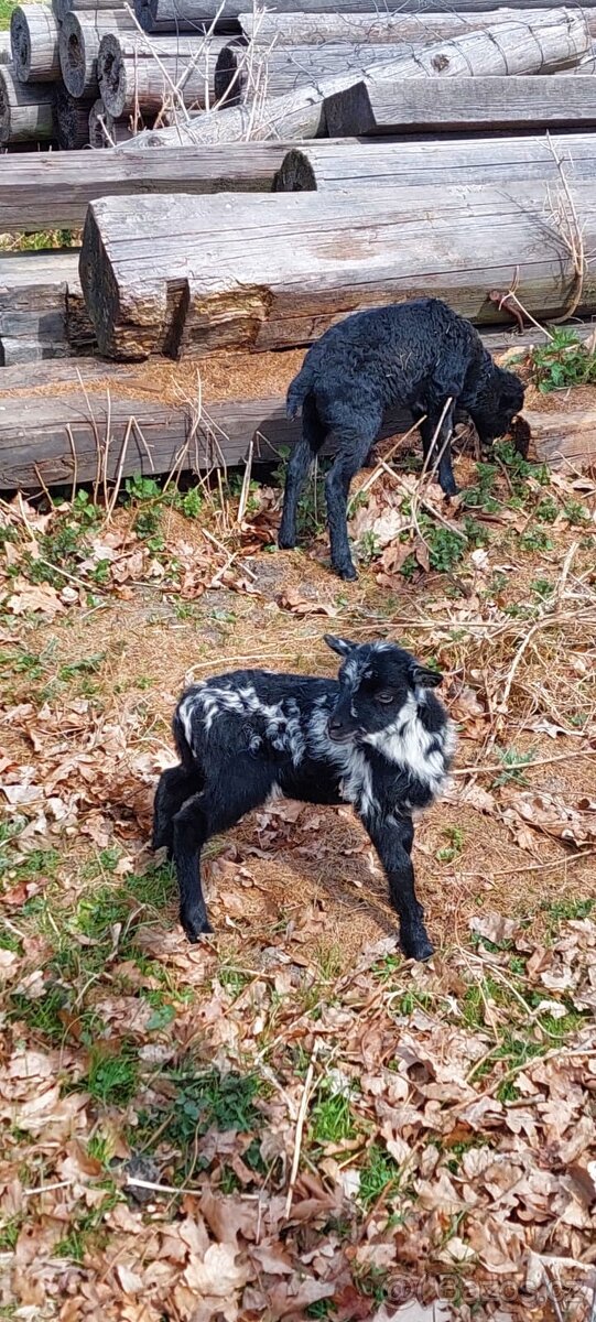 Vřesová ovce / jehničky / beránci