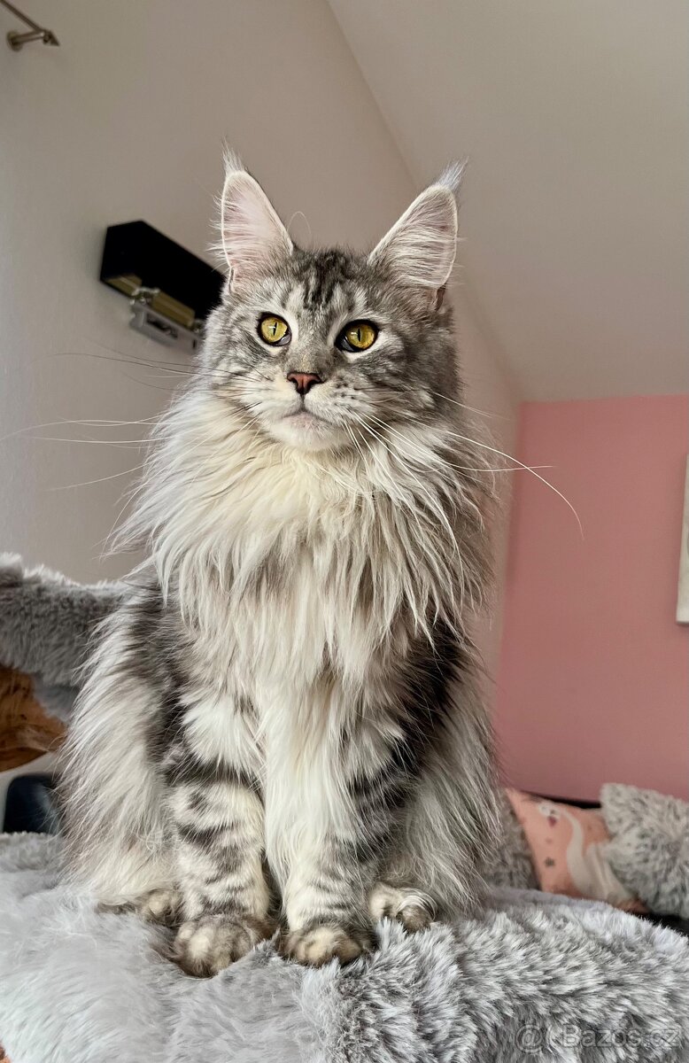 Krásná kočička MCO s PP