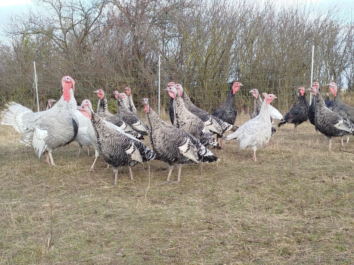 Prodám krůty bronzové