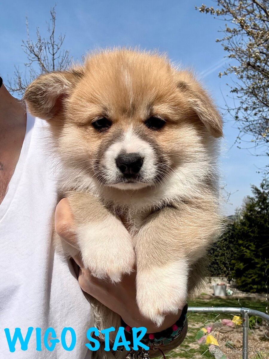 Welsh corgi pembroke s PP.