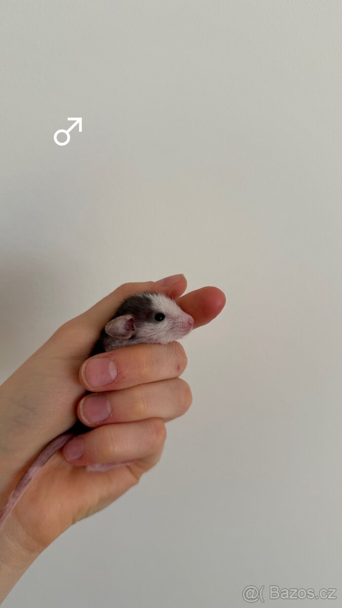 Potkan Dumbo