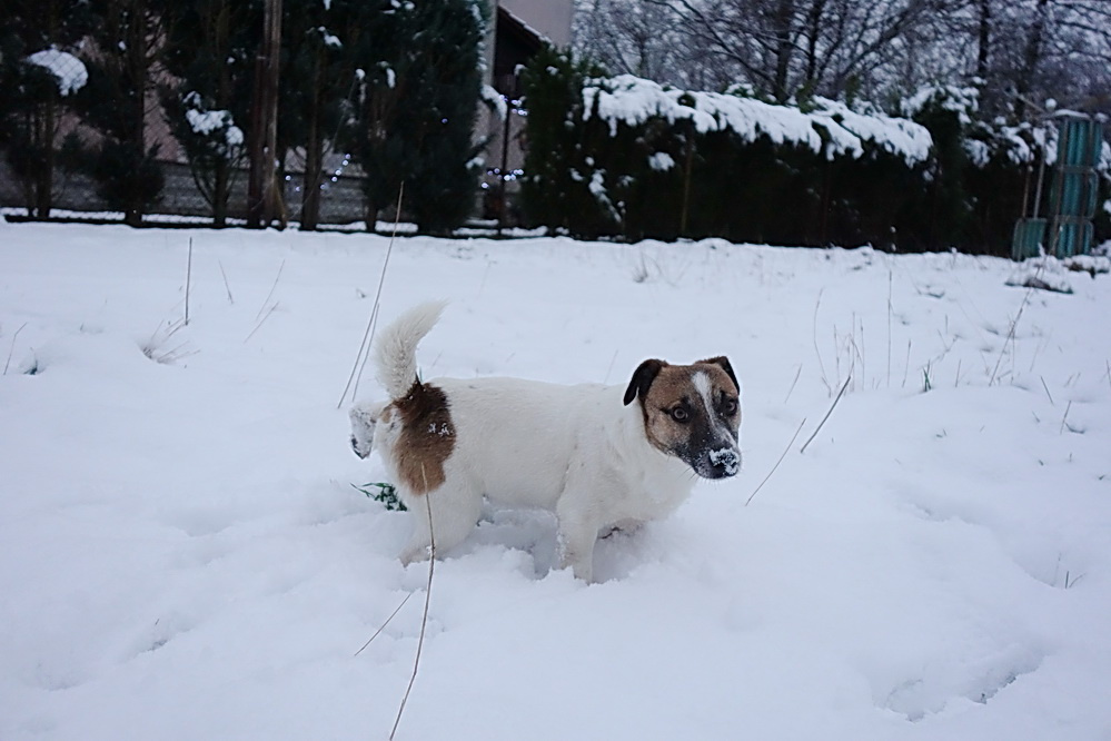 Jack russell terier