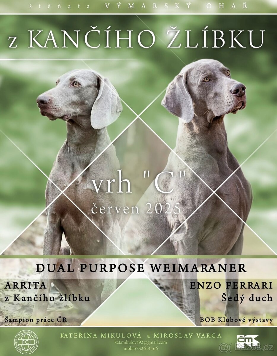 Výmarský ohař s PP