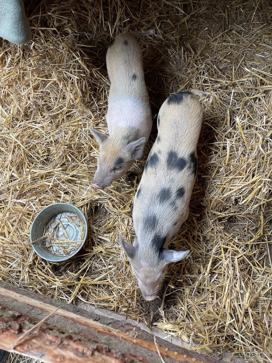 Mini prasata