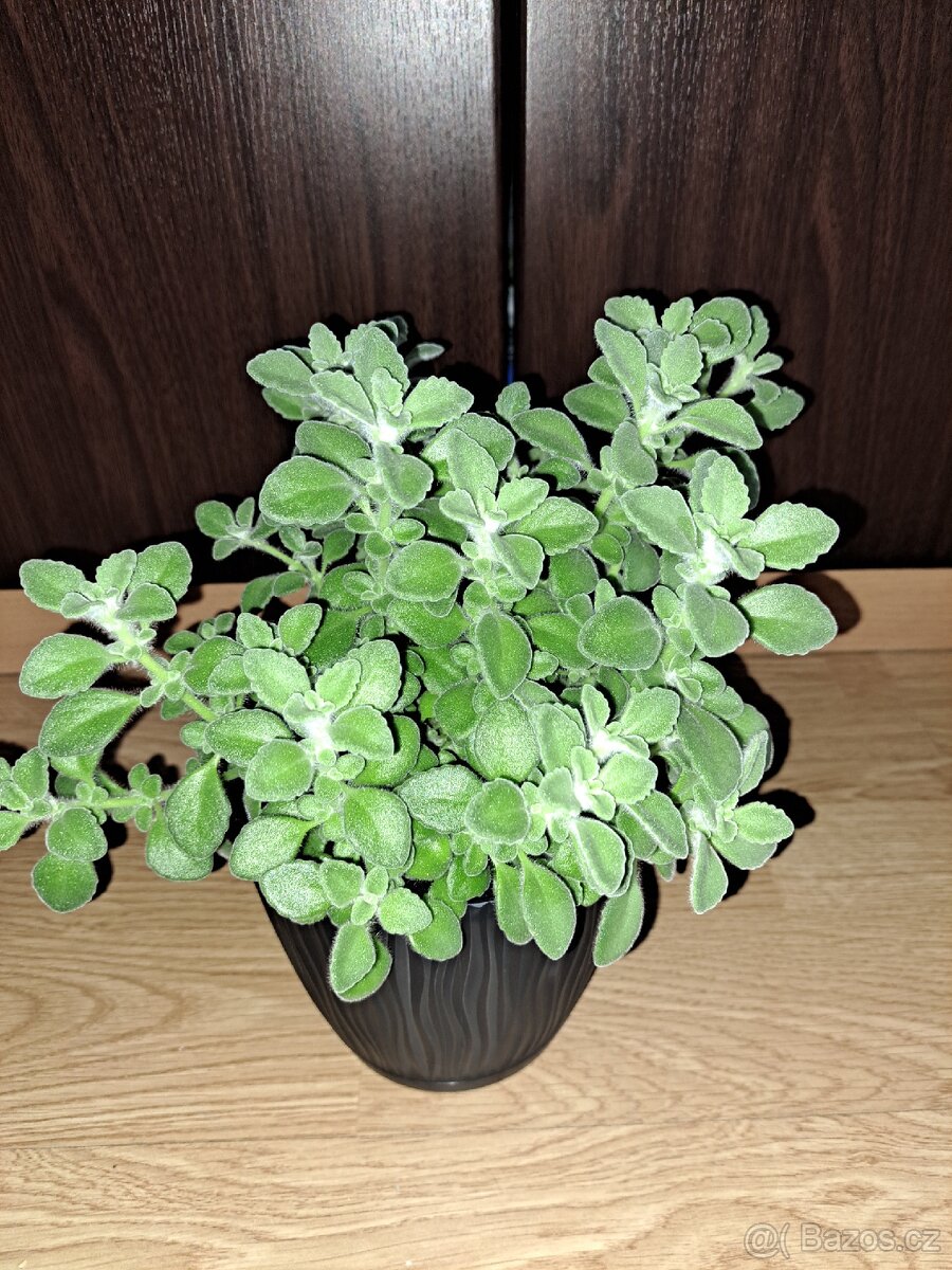 Rýmovník eucalyptový,kopřivy, ženšen