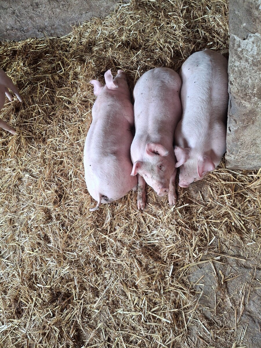Selata na výkrm