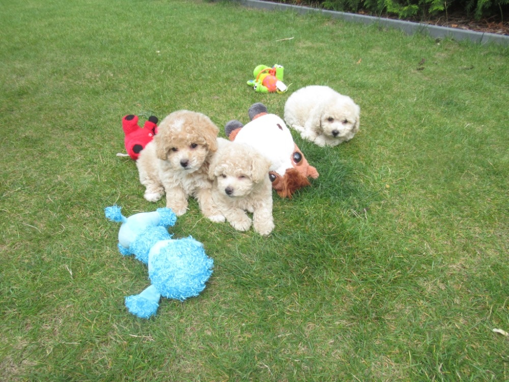 Maltipoo štěňátka