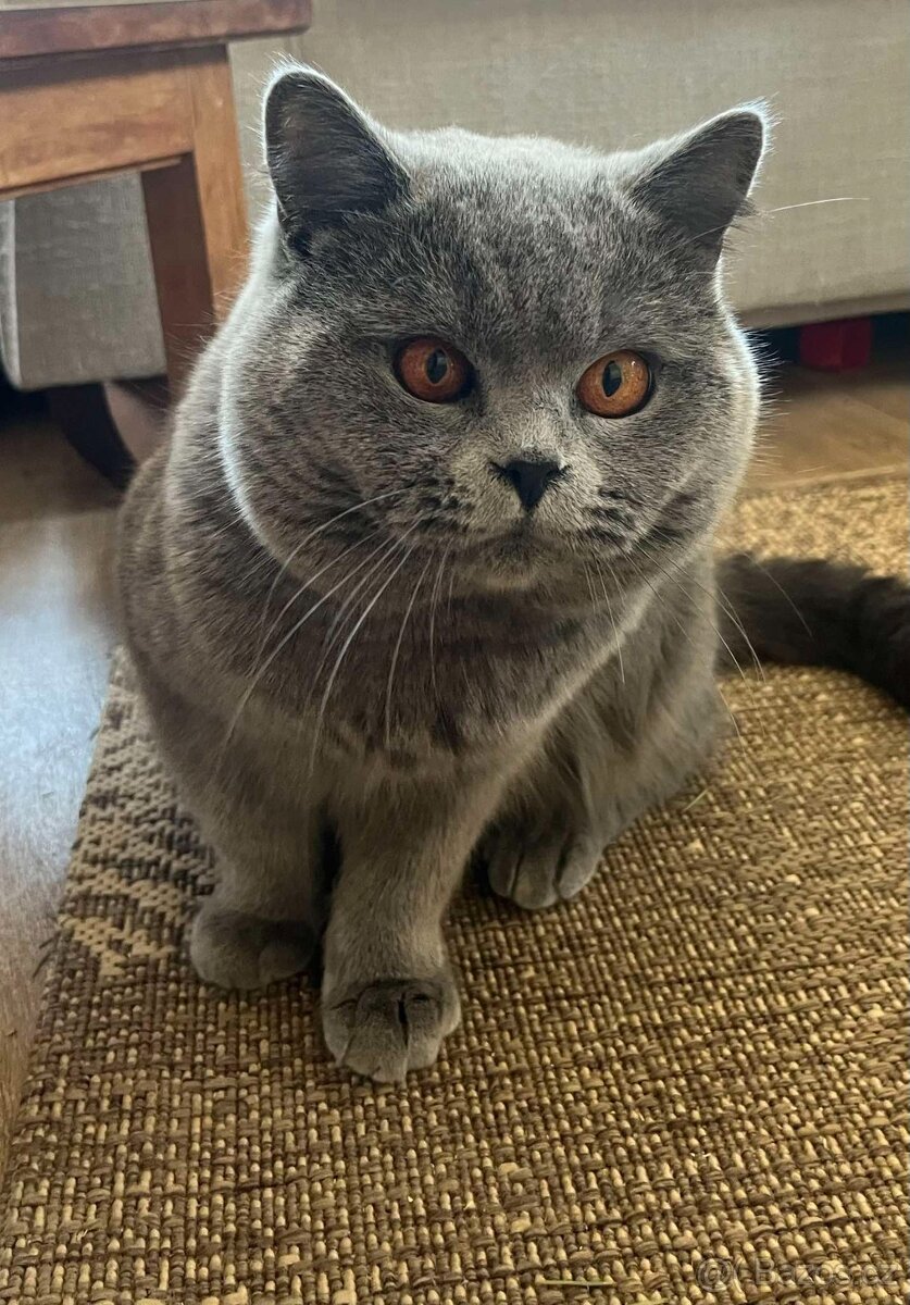 Britský modrý kocour