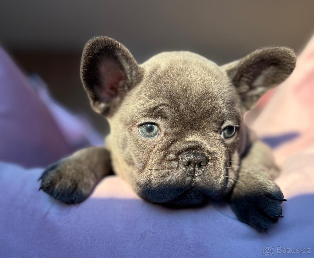 Francouzsky buldoček