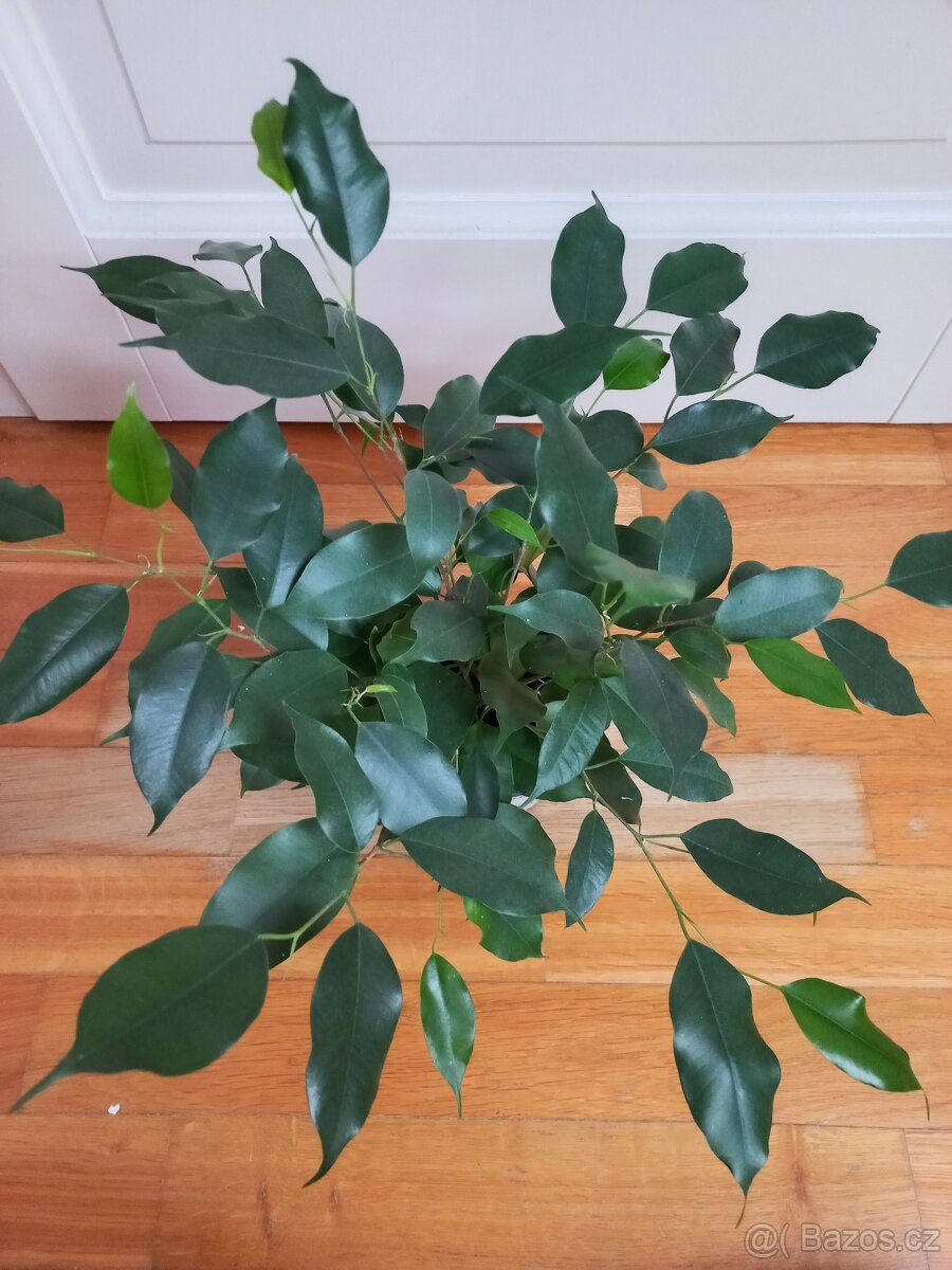 Ficus benjamina