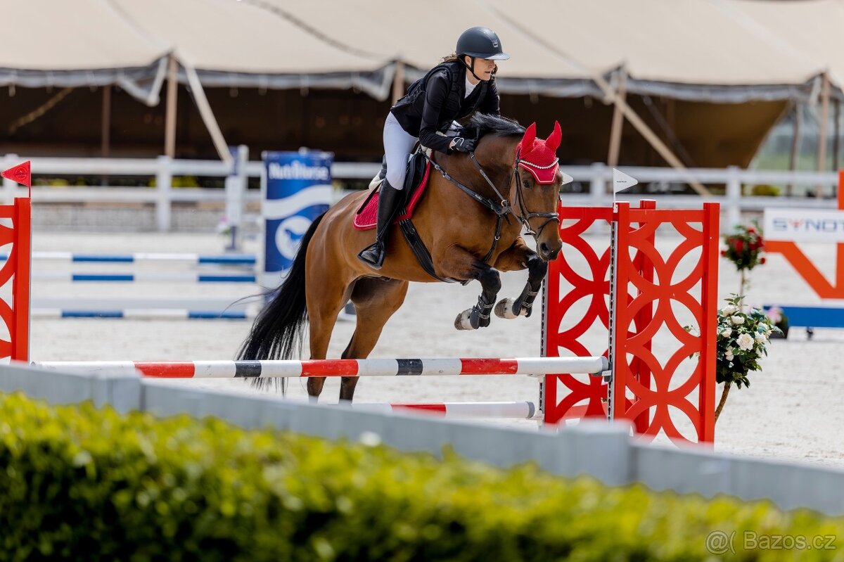 6ti letý spolehlivý valach