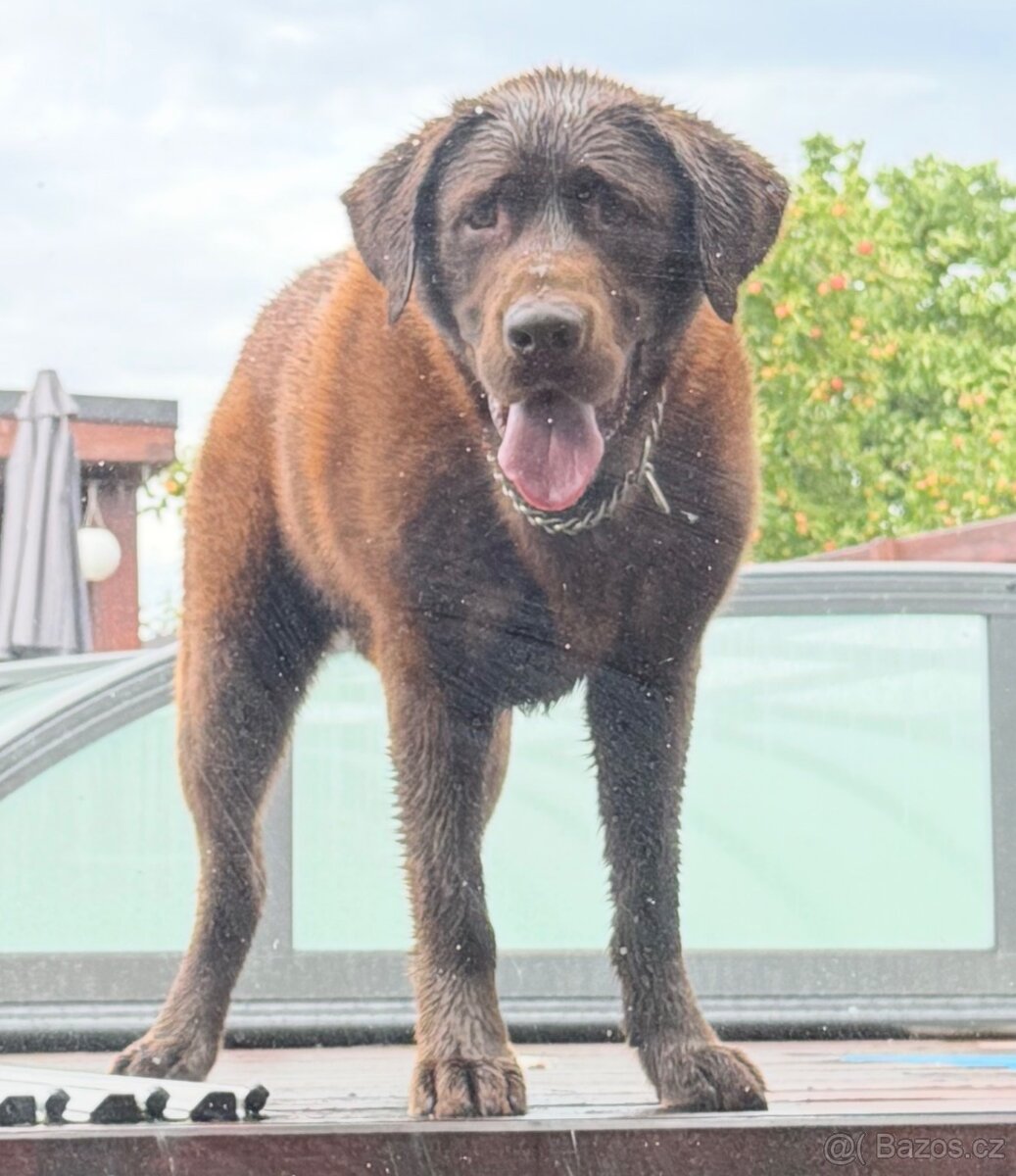 Hledáme nový domov pro dva labradory