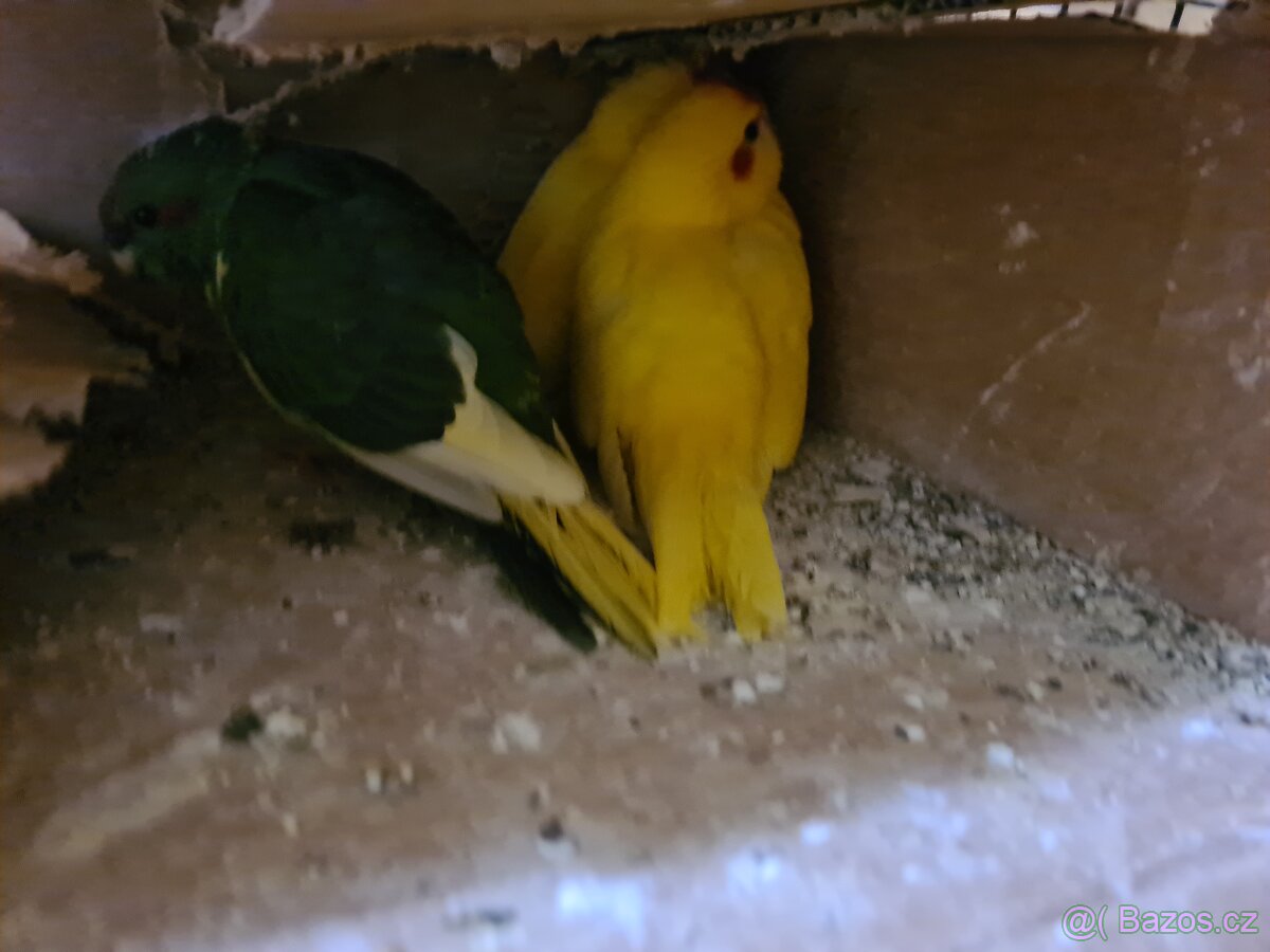 Kakariki rudočelý mláďata