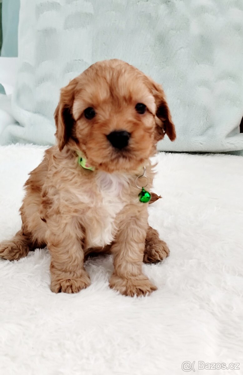 Cavapoo
