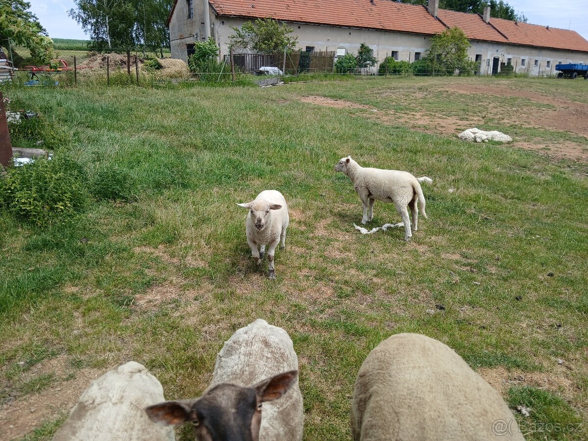 Jehňata 2025