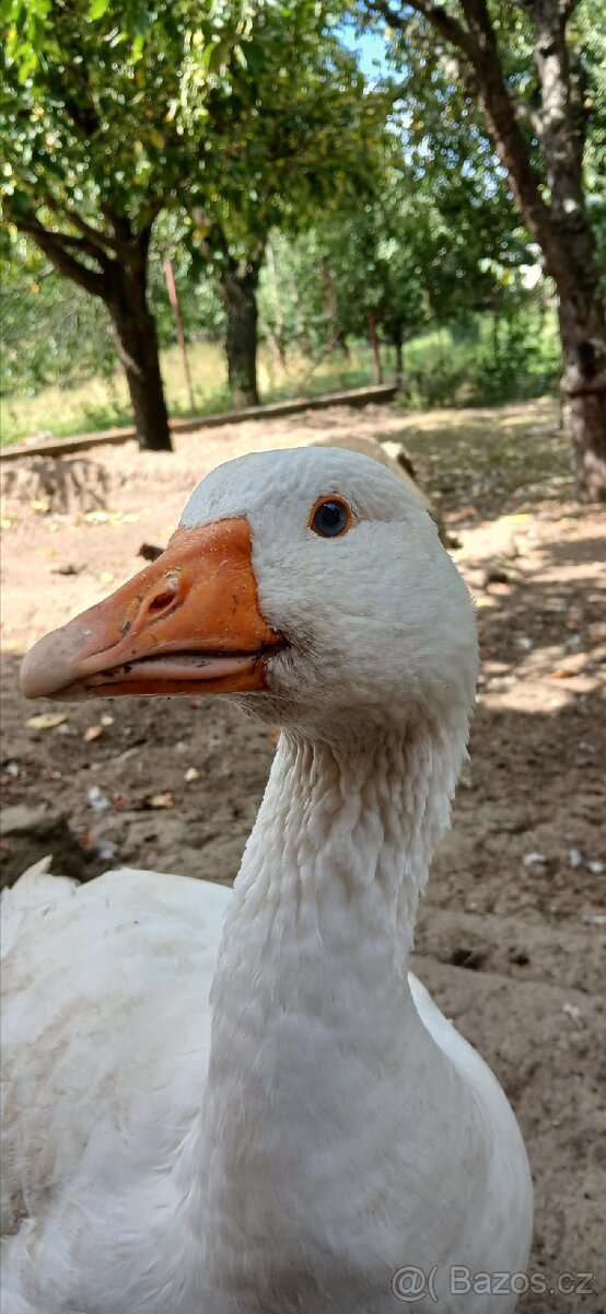 Česká husa