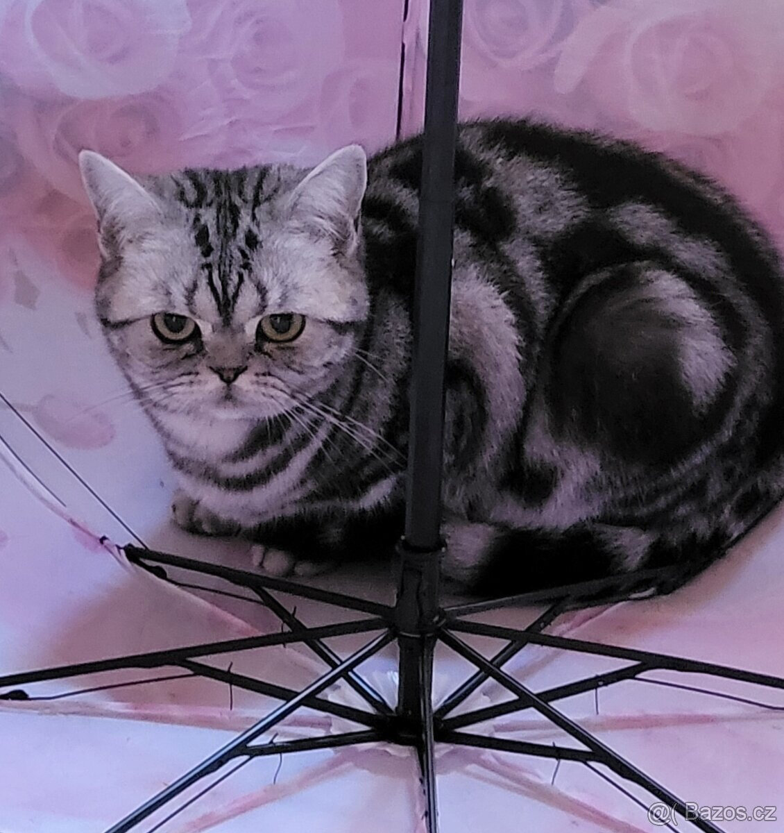 Britská kočička s P.P.