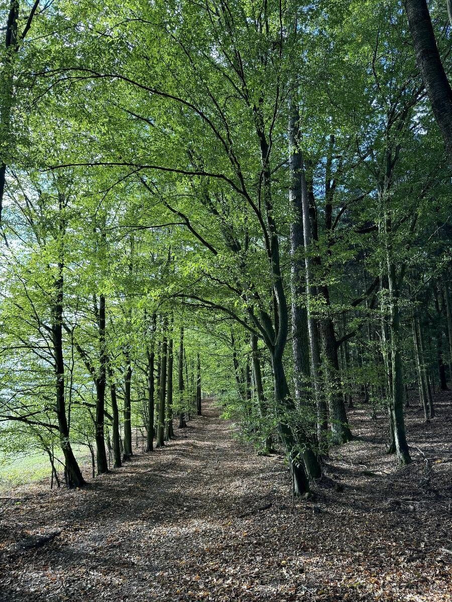 Prodám lesní pozemky v k.ú. Zvole u Zábřeha