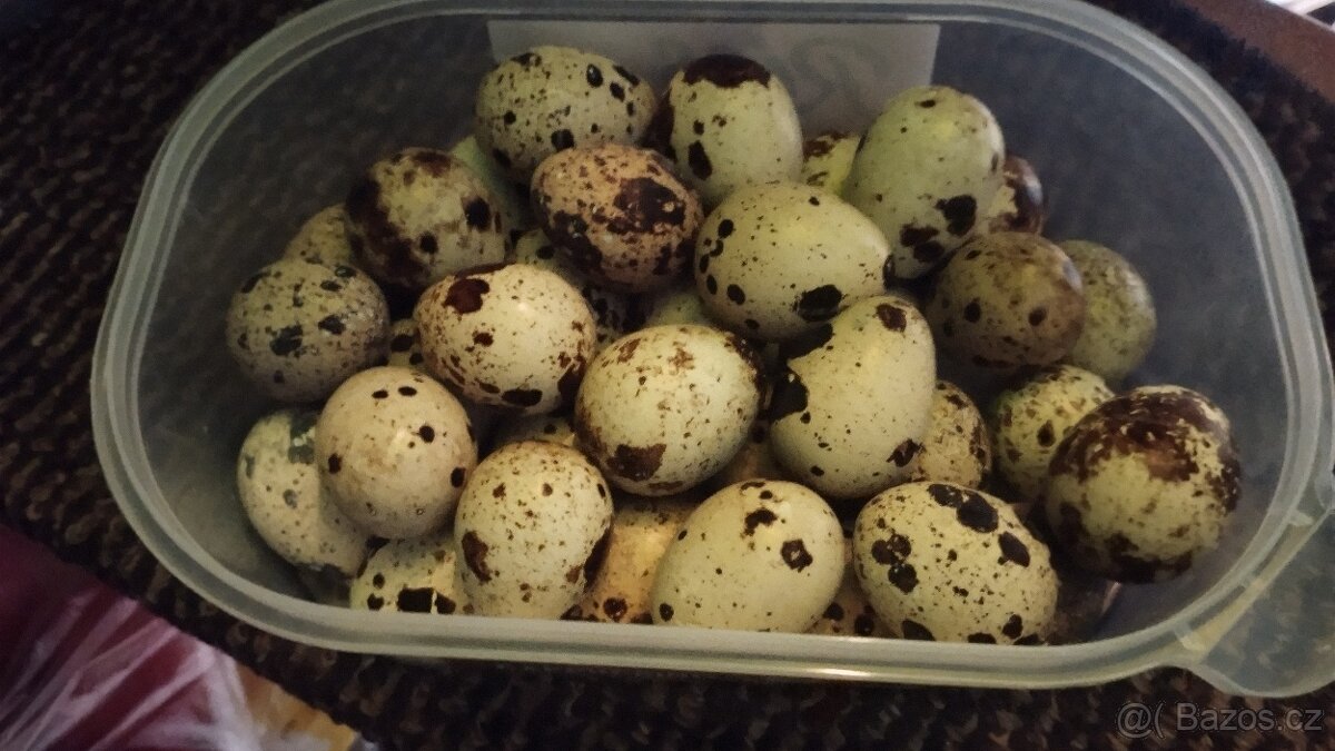 Křepelčí vajíčka