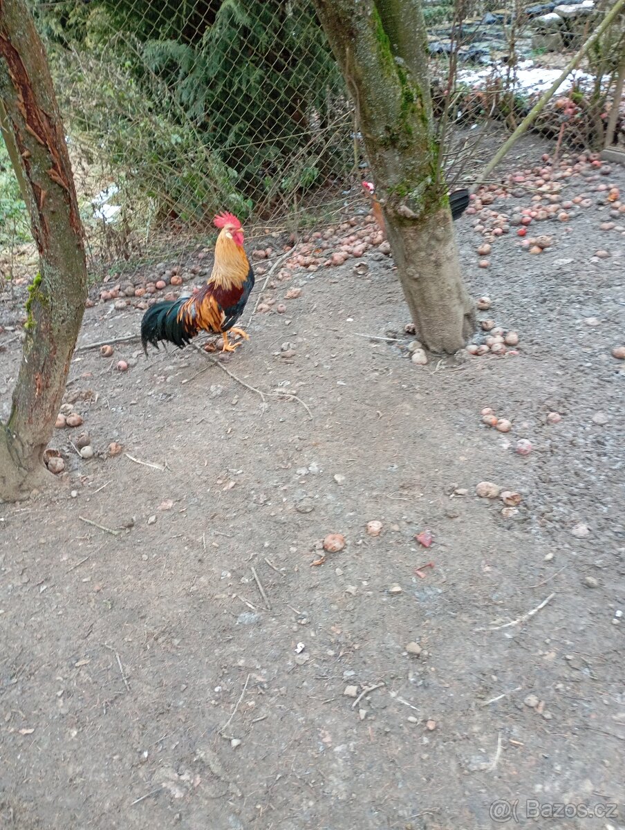 Prodám činskou kachnu a káčera a vlašáky kohouty.