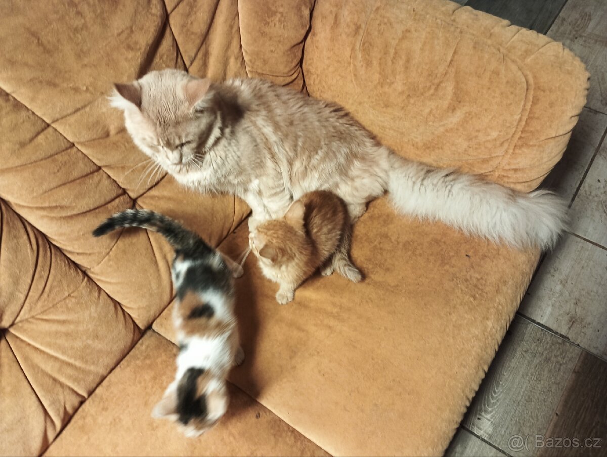 Mainská mývalí, kočička