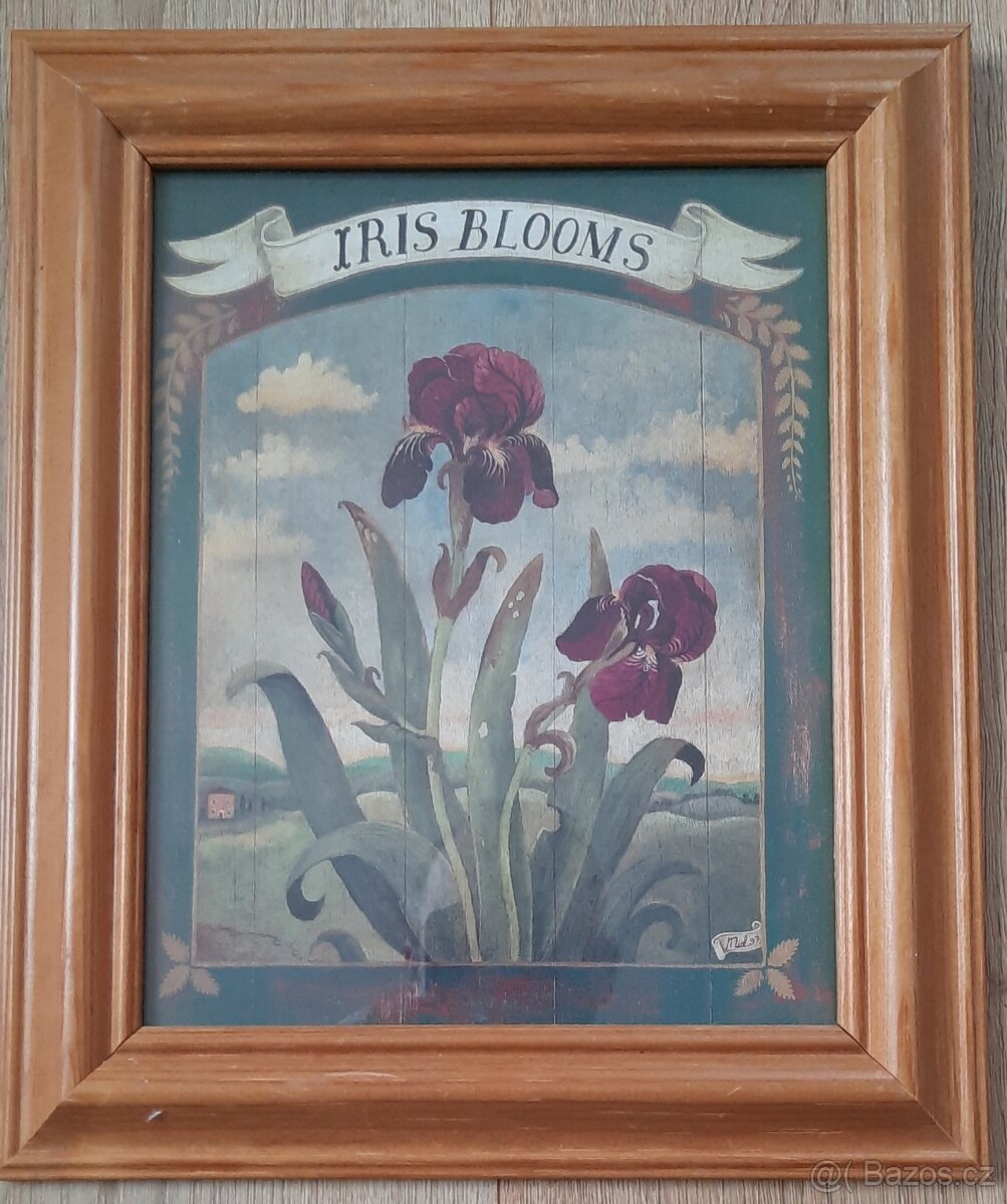 Obraz v rámu - fialový kosatec